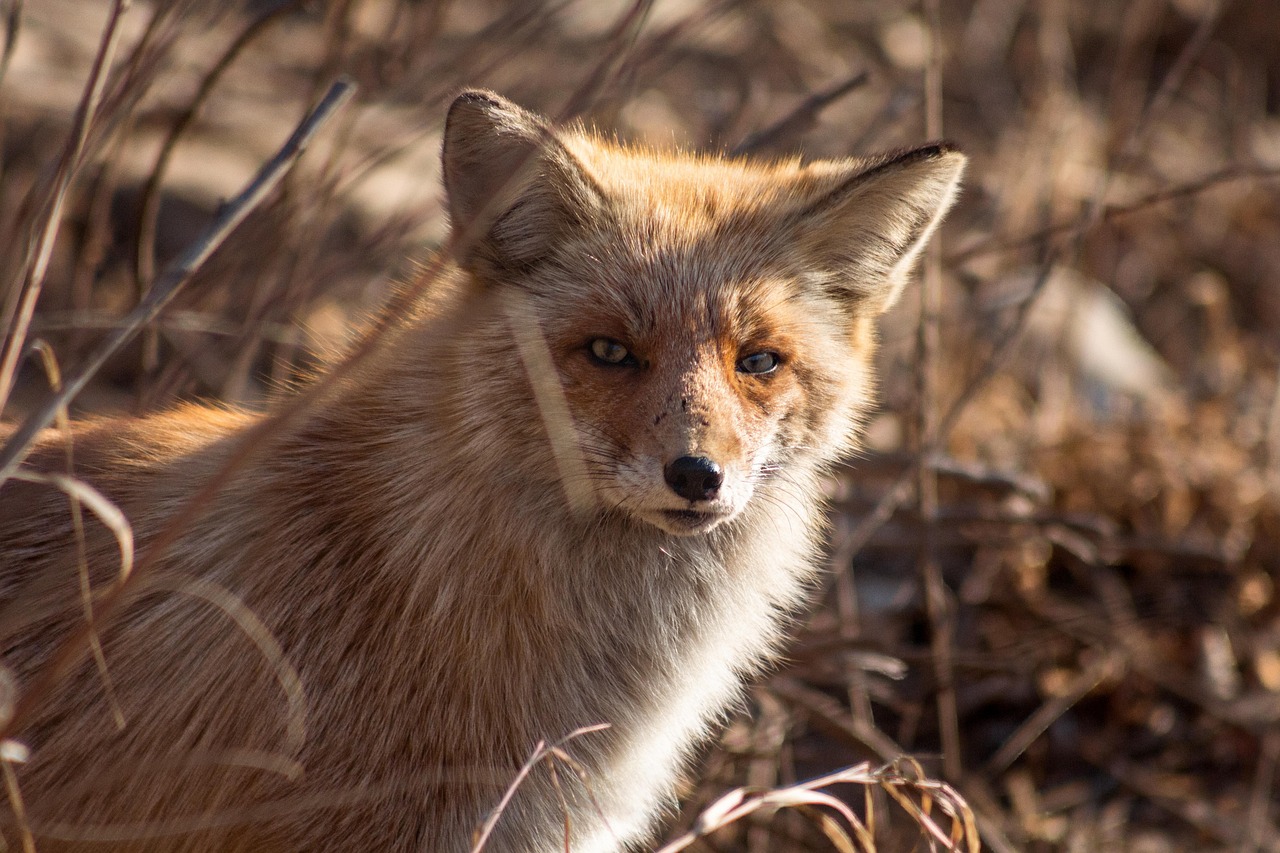 Un renard roux photographie de pres dans des herbes seches brunes en plein soleil, tete tournee vers l'objectif, oreilles dressees, le pelage du poitrail creme et le museau noir